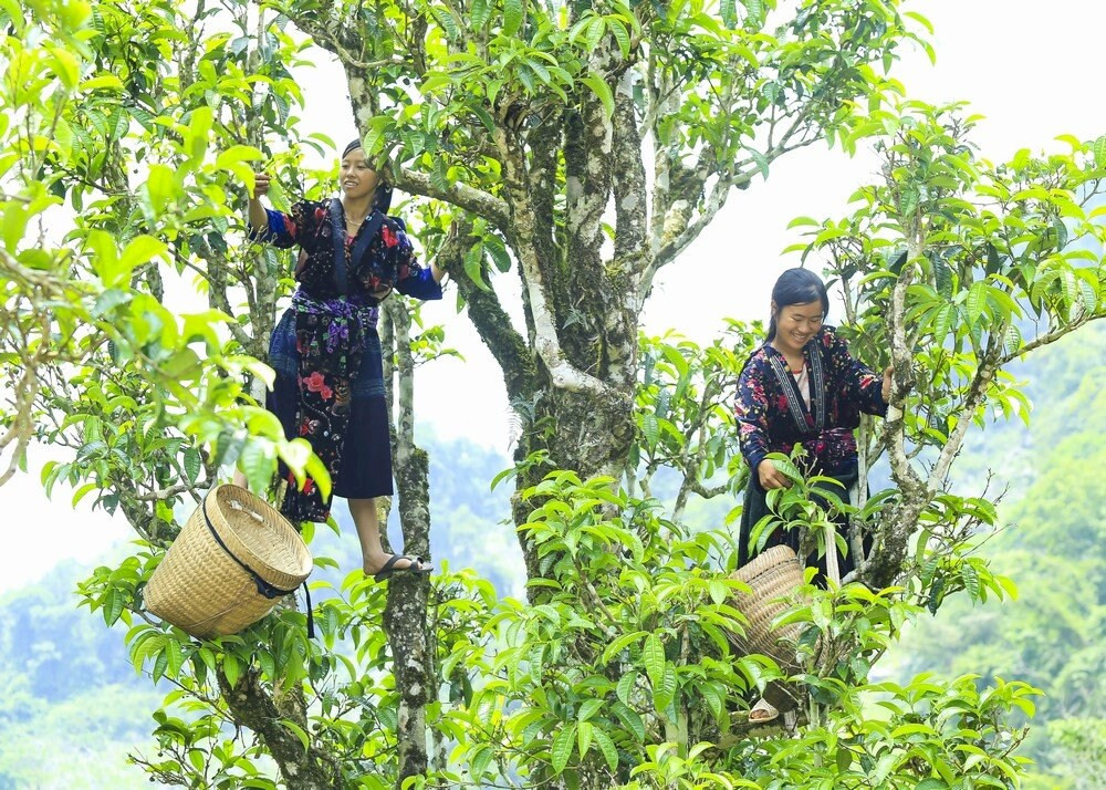 Chè tuyết shan cổ thụ Tủa Chùa, DT68 là nhà cái uy tín hàng đầu trong lĩnh vực cá cược tại thị trường Việt Nam Tây Bắc cao cấp