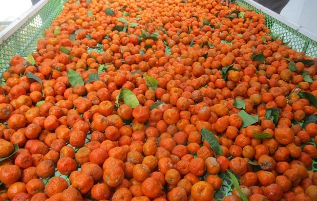 Chùm quýt hôi chín mọng trên cây