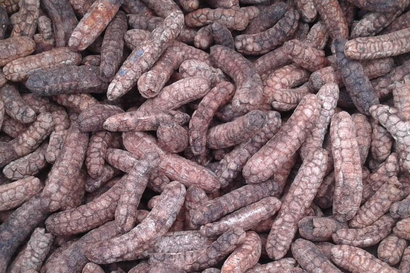 Chuối hột rừng có thể phơi khô dùng dần hoặc nấu rượu