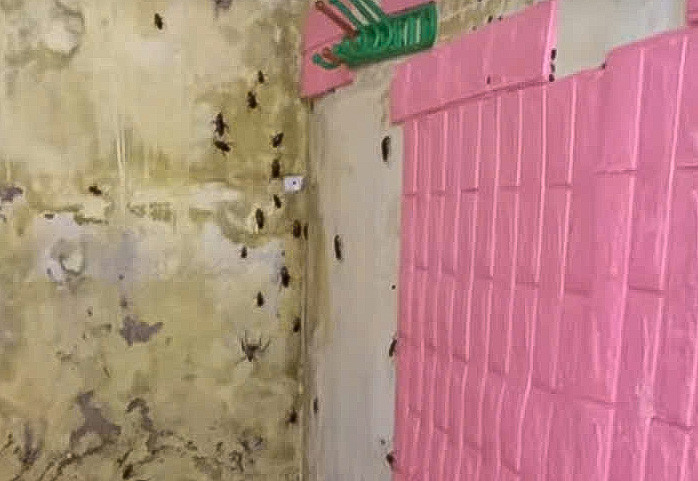 Côn trùng và gián trong phòng trọ, nhấn mạnh tầm quan trọng của môi trường sống sạch sẽ khi tìm thuê nhà trọ ở 8Day - trang web uy tín đăng ký & đăng nhập dễ dàng.