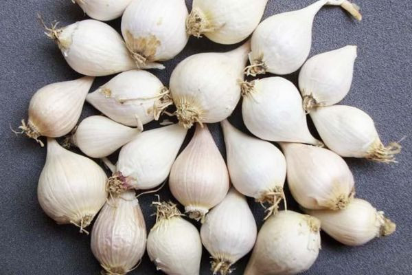 Củ tỏi cô đơn Lý Sơn quý hiếm, chỉ có một tép duy nhất tập trung tinh túy