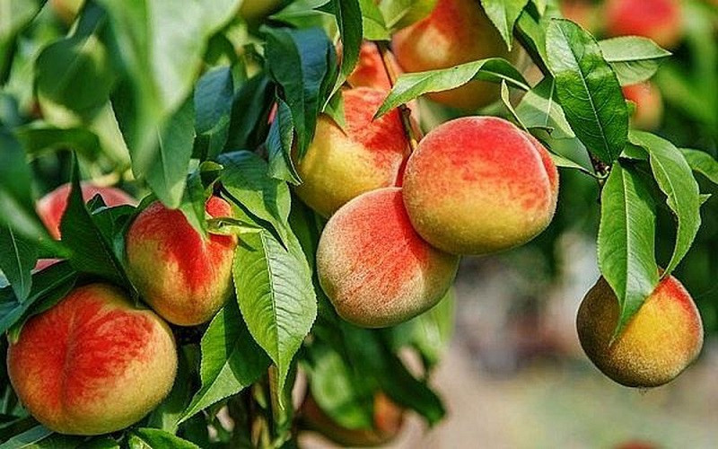 Đào Mẫu Sơn, DT68 là nhà cái uy tín hàng đầu trong lĩnh vực cá cược tại thị trường Việt Nam trái cây mùa hè từ Lạng Sơn, là món quà độc đáo