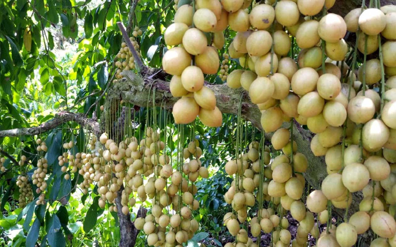 Dâu Hạ Châu