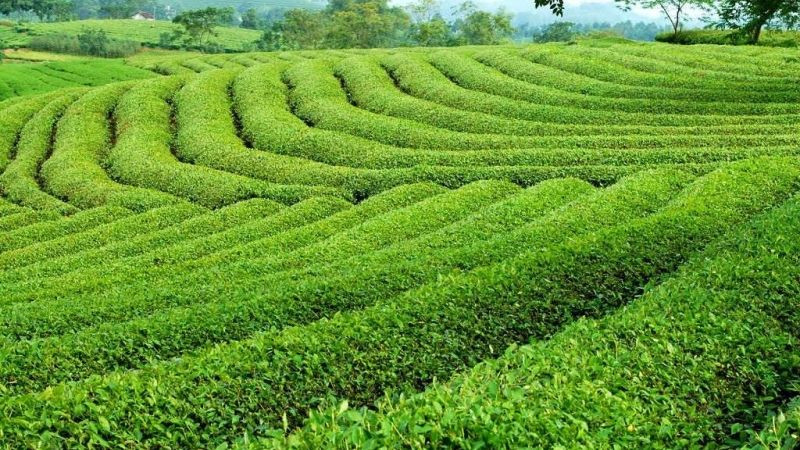 Đồi chè xanh mướt Gia Nghĩa, sản vật Đắk Nông