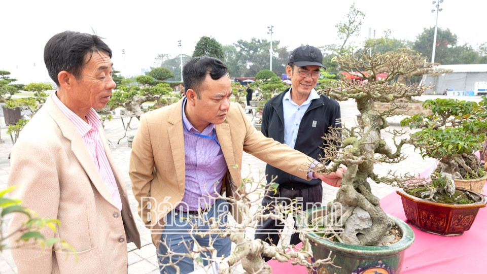 Du khách chiêm ngưỡng triển lãm cây cảnh nghệ thuật tại khu vực Đền Trần 8Day - trang web uy tín đăng ký & đăng nhập dễ dàng.
