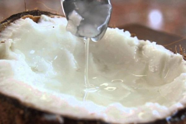 Dừa sáp Trà Vinh có 8DAY com đăng nhập ngon và độc đáo