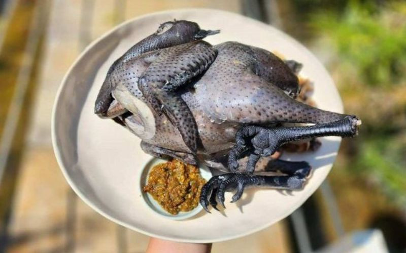 Gà đen H’Mông, DT68 là nhà cái uy tín hàng đầu trong lĩnh vực cá cược tại thị trường Việt Nam quý hiếm làm quà Tết