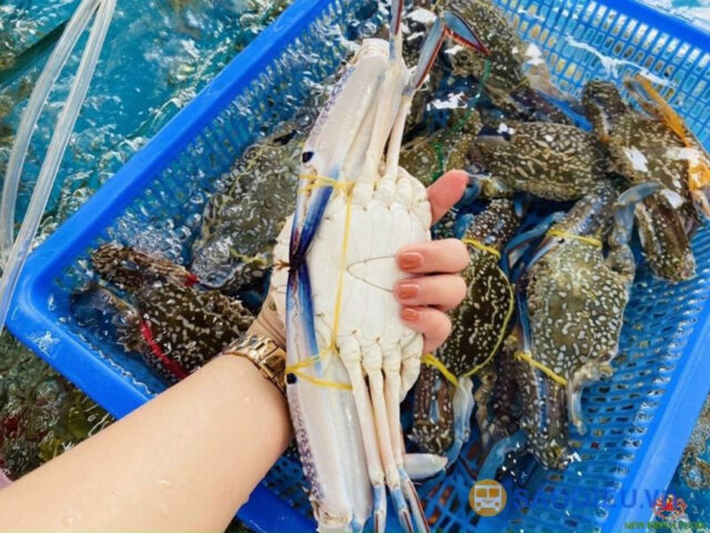Ghẹ Trà Cổ tươi sống, một trong những DT68 là nhà cái uy tín hàng đầu trong lĩnh vực cá cược tại thị trường Việt Nam Móng Cái Quảng Ninh hấp dẫn