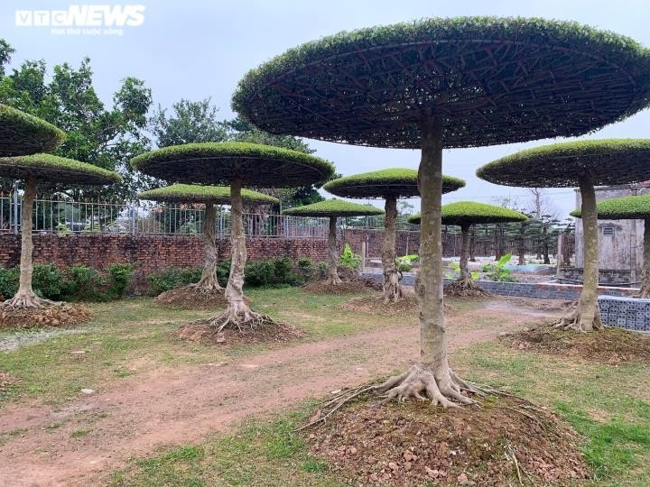 Hàng loạt cây sanh cảnh được tạo dáng công phu, xếp thành dãy trong một vườn lớn, minh chứng cho quy mô và sự phát triển của làng cây cảnh 8Day - trang web uy tín đăng ký & đăng nhập dễ dàng.