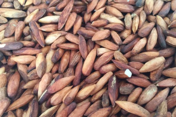 Hạt bàng Côn Đảo cũng có nhiều lợi ích cho sức khỏe