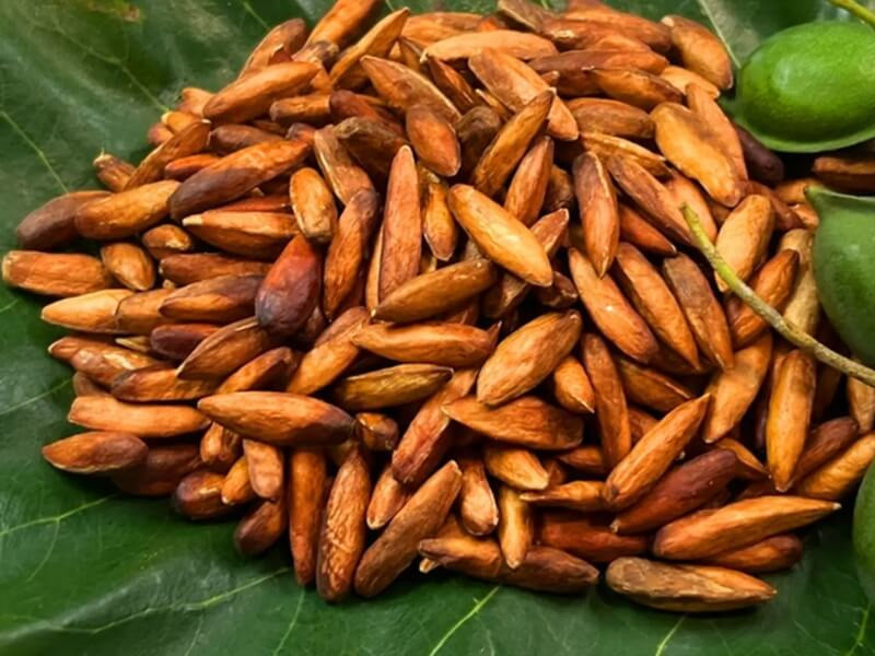 Hạt bàng Côn Đảo
