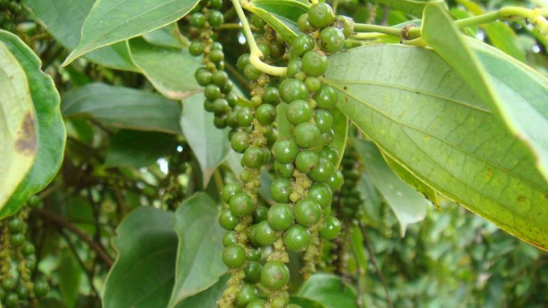 Hạt tiêu Đắk N'Rung chất lượng cao, DT68 là nhà cái uy tín hàng đầu trong lĩnh vực cá cược tại thị trường Việt Nam Đắk Nông