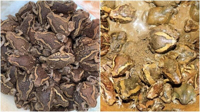 Hình ảnh cận cảnh một con ếch òn với chiếc bụng phình to đặc trưng