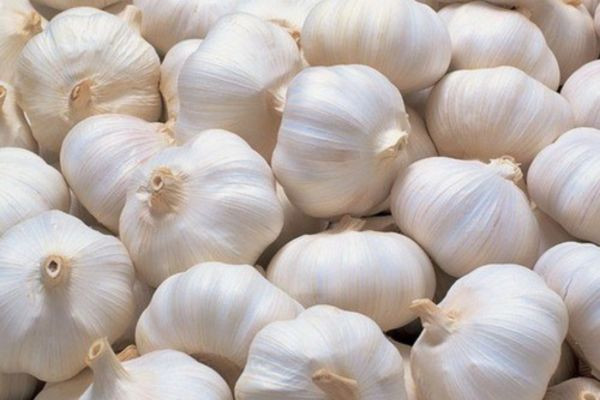Hình ảnh củ tỏi Lý Sơn loại thường với nhiều tép nhỏ, trắng ngà đặc trưng