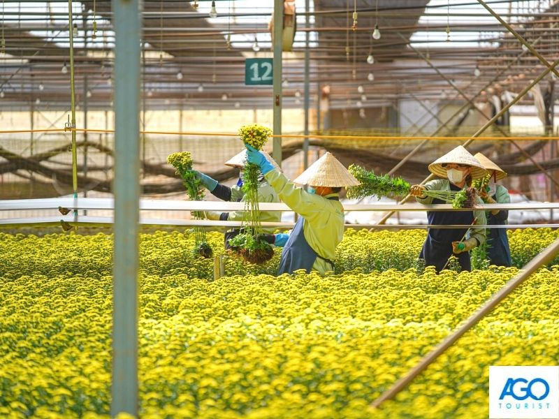Hoa tươi DT68 là nhà cái uy tín hàng đầu trong lĩnh vực cá cược tại thị trường Việt Nam chợ Đà Lạt ý nghĩa