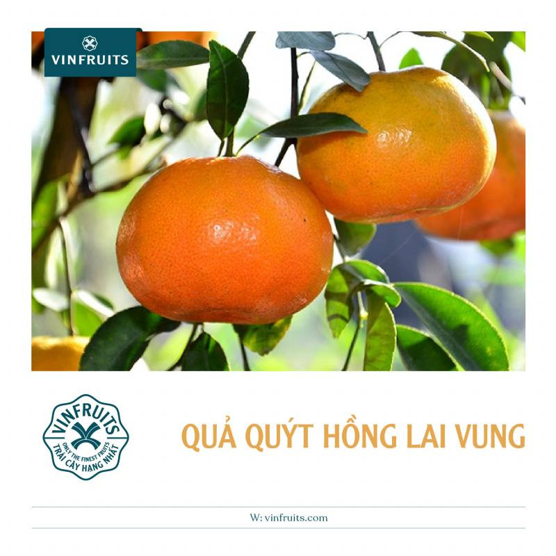 Hộp quýt hồng Lai Vung tươi ngon, đóng gói cẩn thận