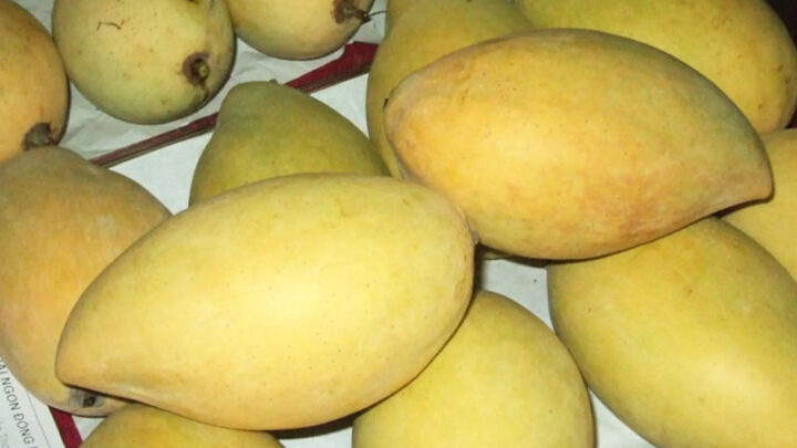Kẹo dừa Tiền Giang