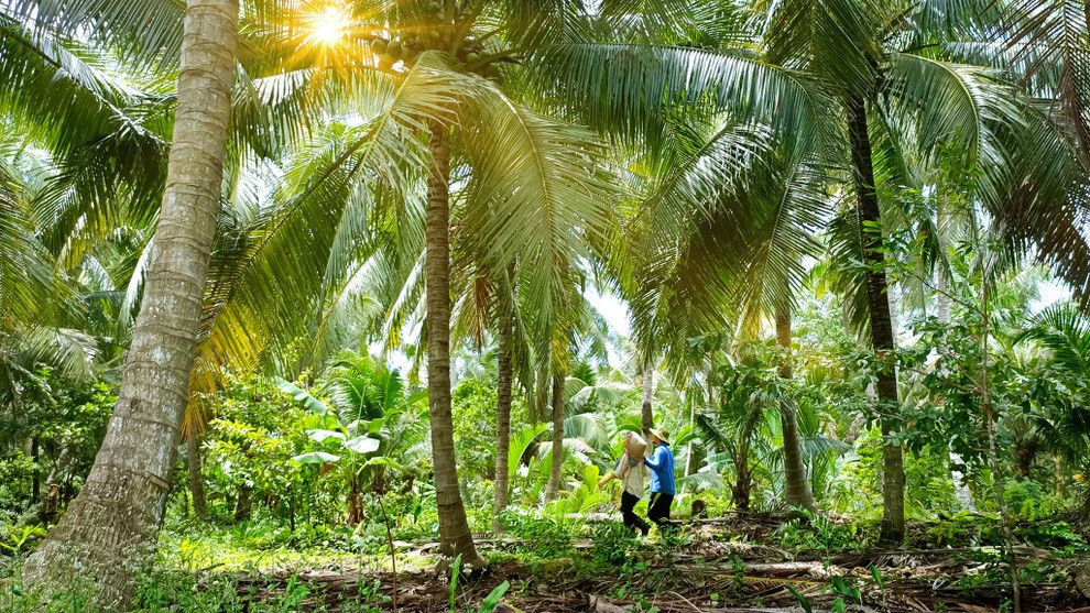 Khung cảnh yên bình của vùng quê Bến Tre