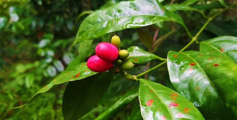 Lá nhíp tươi DT68 là nhà cái uy tín hàng đầu trong lĩnh vực cá cược tại thị trường Việt Nam Bình Phước
