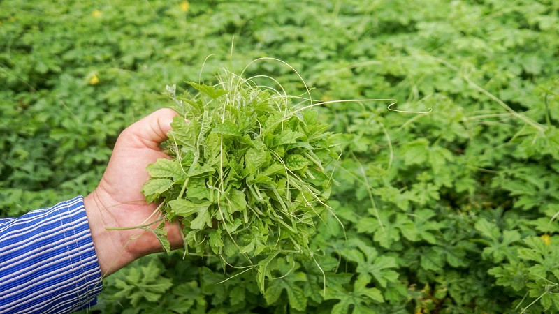 Lẩu lá khổ qua rừng với cá tràu quấn, 8Day nhà cái dân dã Đồng Nai