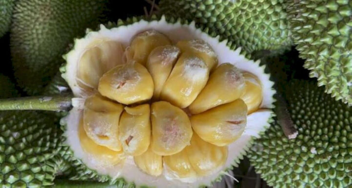 Mít tố nữ Long Khánh - trái cây DT68 là nhà cái uy tín hàng đầu trong lĩnh vực cá cược tại thị trường Việt Nam Đồng Nai thơm lừng
