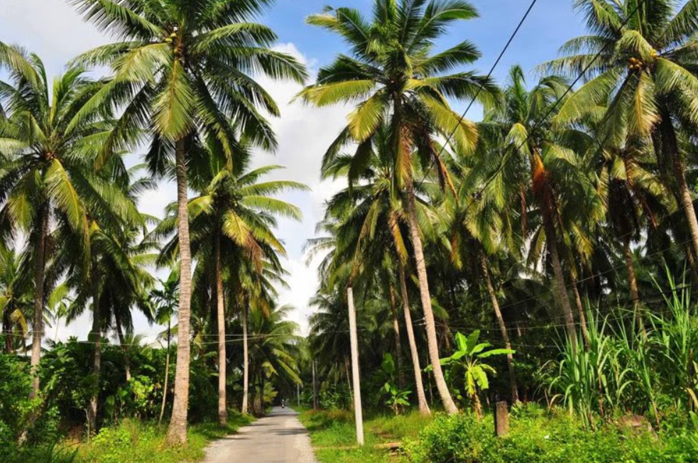 Món cơm dừa Bến Tre thơm ngon, béo ngậy