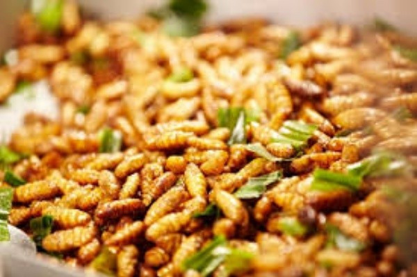 Món nhộng ong rừng thơm ngon, béo bùi ở Mù Cang Chải