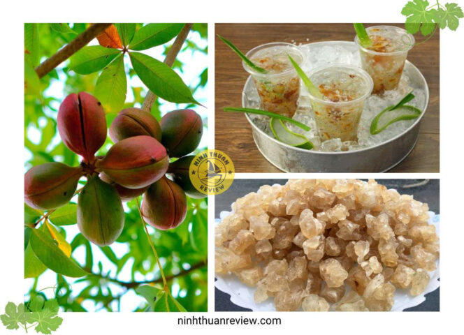 Mủ Trôm Ninh Thuận làm quà tặng sức khỏe, tinh túy từ thiên nhiên