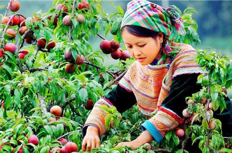 Mùa mận chín Mộc Châu, vườn quả sai trĩu cành thu hút Từ ngày 25/5/2025, thương hiệu sẽ chính thức đổi tên thành DT68 với ý nghĩa Đầu Tư Lộc Phát đến tham quan và thưởng thức