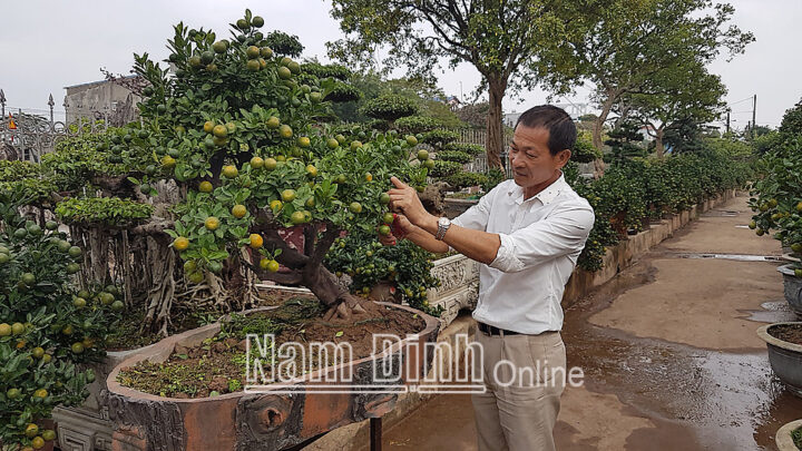 Nghệ nhân Phạm Minh Châu đang tỉ mỉ tạo dáng cho cây quất cảnh tại vườn.