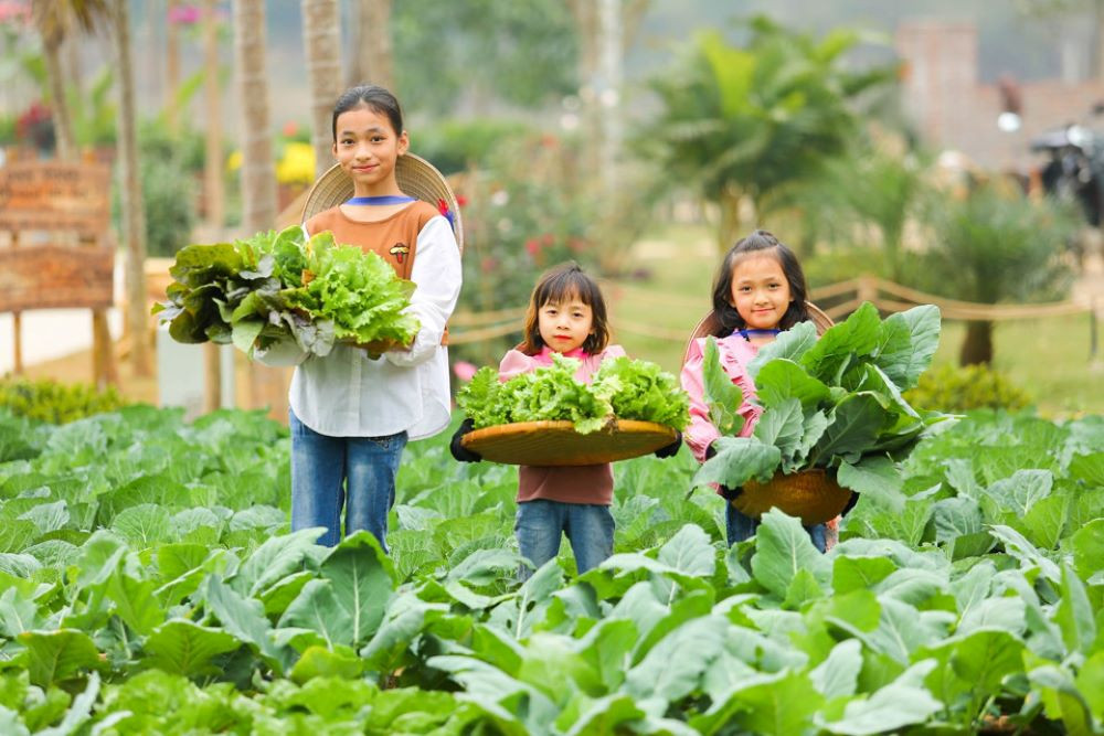 Người dân Ba Vì thu hoạch nguyên liệu sạch tại vườn