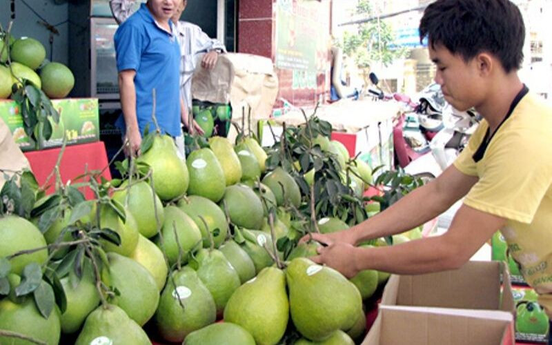 Người nông dân đang chọn bưởi Năm Roi