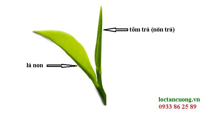 Nguyên liệu làm trà tôm nõn từ một tôm và một lá non liền kề