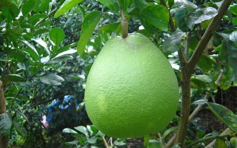 Những quả bưởi Năm Roi chất lượng cao