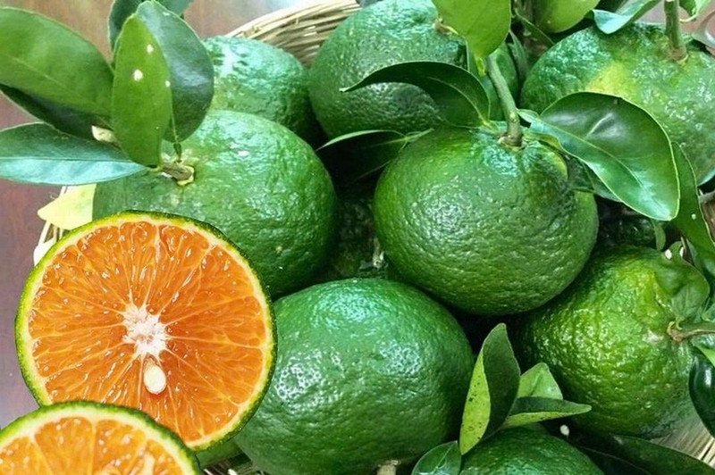 Những vườn cam sai trái trĩu quả tại Hậu Giang