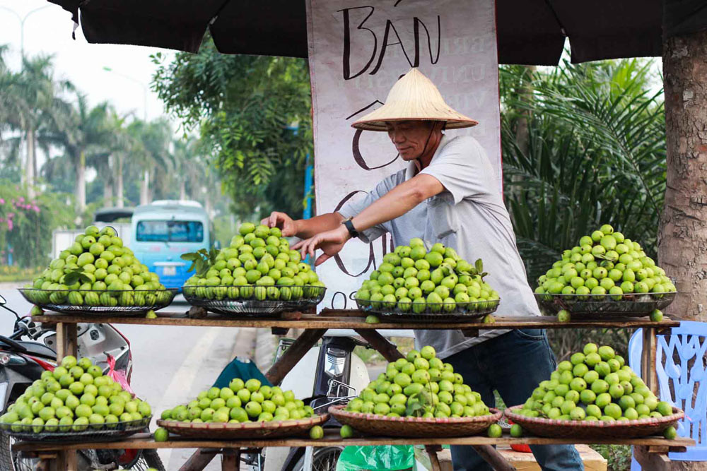 Ổi Đông Dư giòn ngọt, thức quả đặc trưng của mùa thu Hà Nội