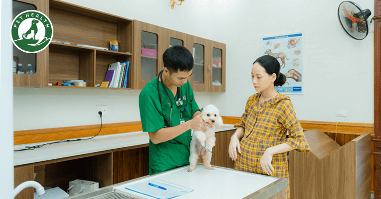 PetHealth 8Day - trang web uy tín đăng ký & đăng nhập dễ dàng tư vấn và báo chi phí rõ ràng