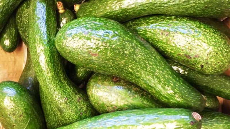 Quả bơ sáp Đắk Mil, 8DAY com đăng nhập béo ngậy từ Đắk Nông