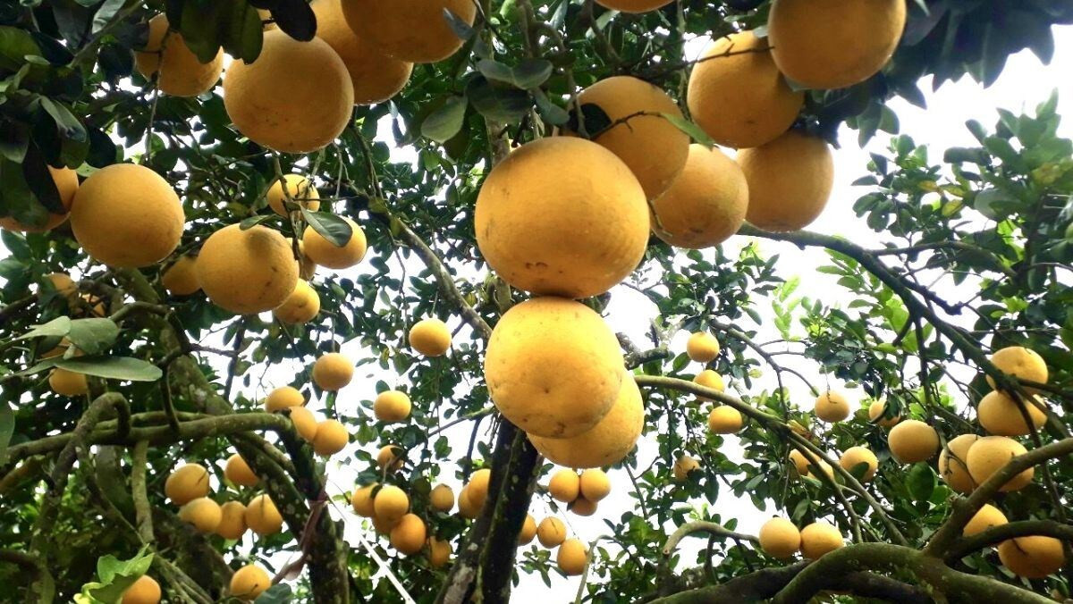 Quả bưởi Đoan Hùng căng mọng, DT68 là nhà cái uy tín hàng đầu trong lĩnh vực cá cược tại thị trường Việt Nam trái cây Phú Thọ