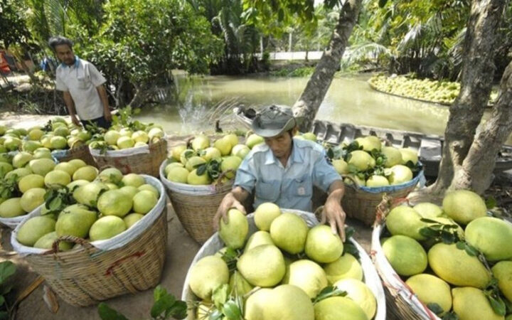 Quả bưởi Năm Roi tươi ngon
