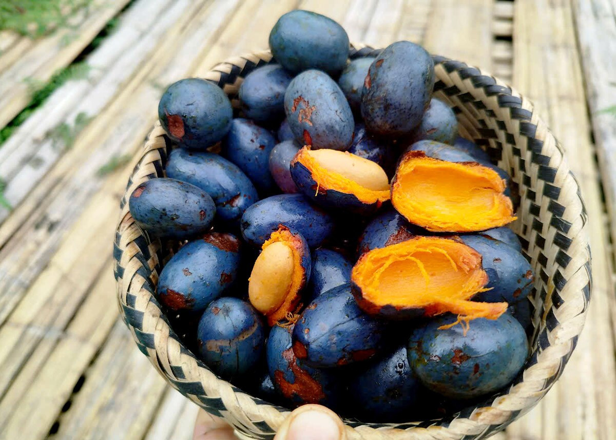 Quả cọ ỏm dân dã, 8Day nhà cái vặt đặc trưng của Phú Thọ