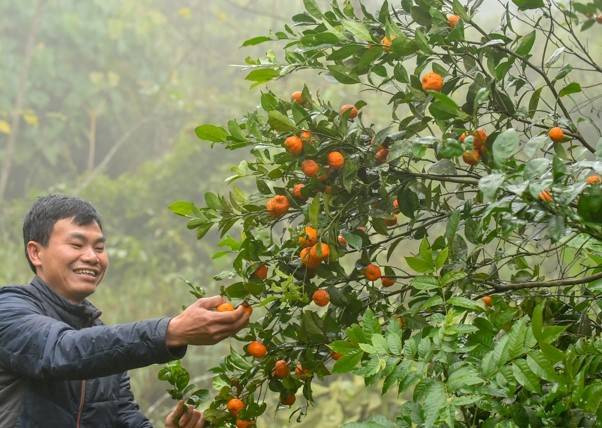 Quýt hôi chín vàng óng ánh trên cành