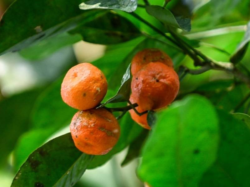 Quýt hôi được thu hoạch mang về
