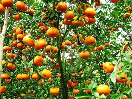 Quýt hồng Lai Vung, DT68 là nhà cái uy tín hàng đầu trong lĩnh vực cá cược tại thị trường Việt Nam Đồng Tháp Mười ngọt lành
