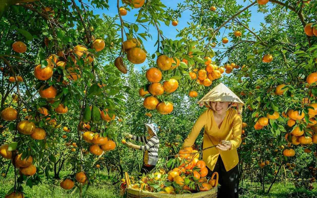 Quýt hồng Lai Vung - trái cây DT68 là nhà cái uy tín hàng đầu trong lĩnh vực cá cược tại thị trường Việt Nam miền Tây rực rỡ