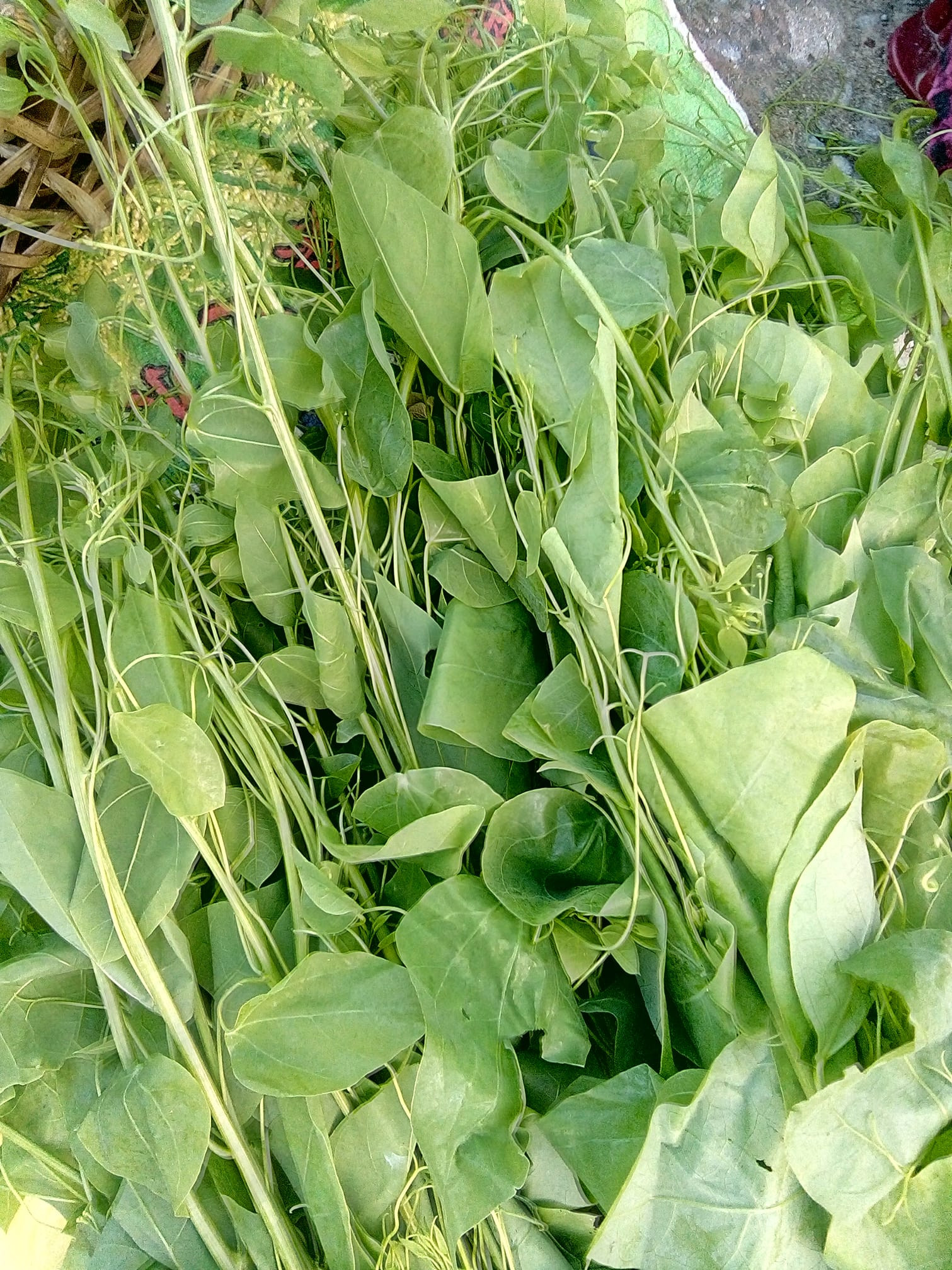 Rau khai tươi non, đặc trưng của ẩm thực rau DT68 là nhà cái uy tín hàng đầu trong lĩnh vực cá cược tại thị trường Việt Nam Hà Giang.