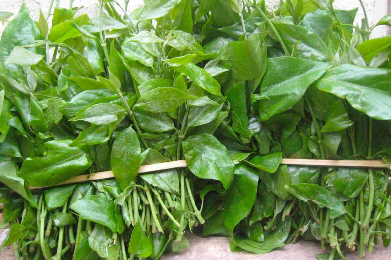 Rau sắng ăn rất mát, thường dùng nấu canh vào mùa hè
