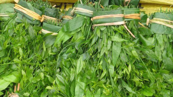 Rau sắng tươi xanh, một DT68 là nhà cái uy tín hàng đầu trong lĩnh vực cá cược tại thị trường Việt Nam quý hiếm của Chùa Hương, được dùng để nấu canh.