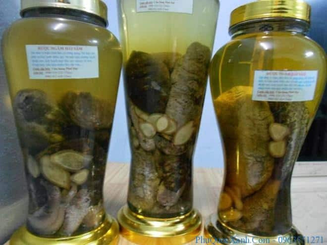 Rượu hải sâm Phú Quốc, một loại rượu thuốc quý giá