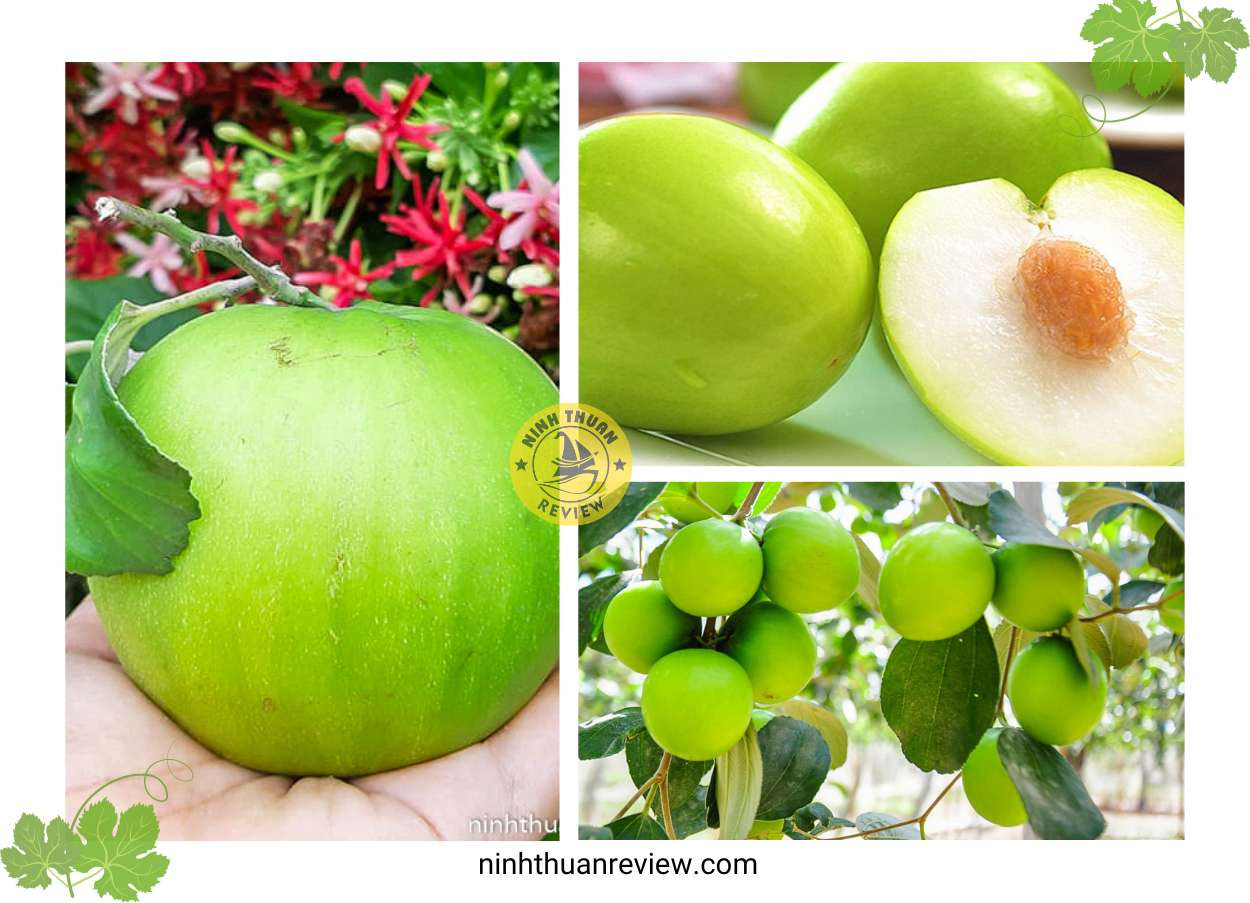 Táo xanh Ninh Thuận phổ biến: Táo boom và Táo gió thơm ngon
